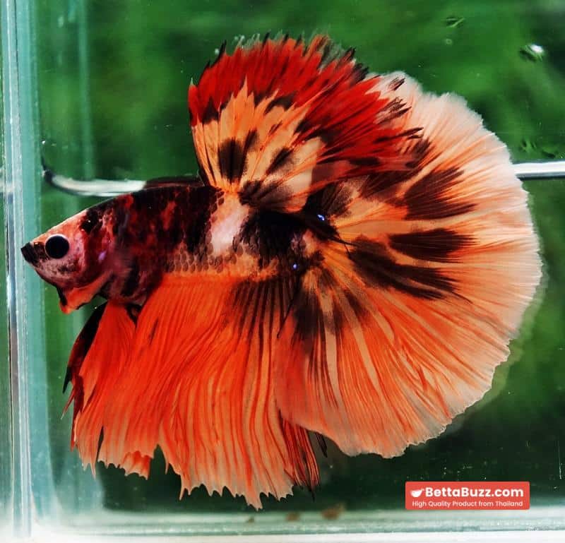 Betta fish HM Tiger Warrior - Image 5