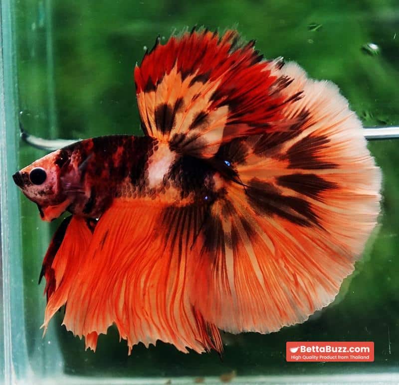 Betta fish HM Tiger Warrior - Image 6
