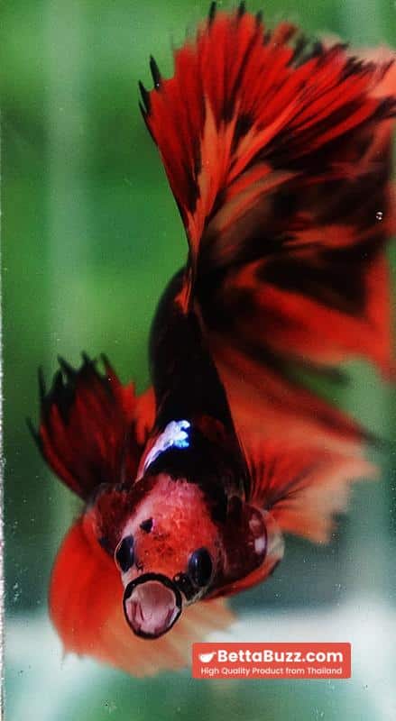 Betta fish HM Tiger Warrior - Image 7