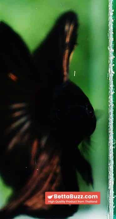 Betta fish OHM Shadow Black Gold Star Series (Rare) - Image 8