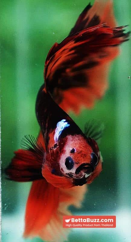 Betta fish HM Tiger Warrior - Image 8