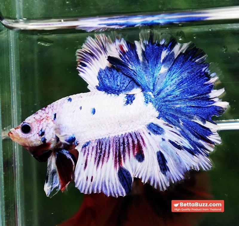 Betta fish OFT Fancy Marble Feather tail - Image 5