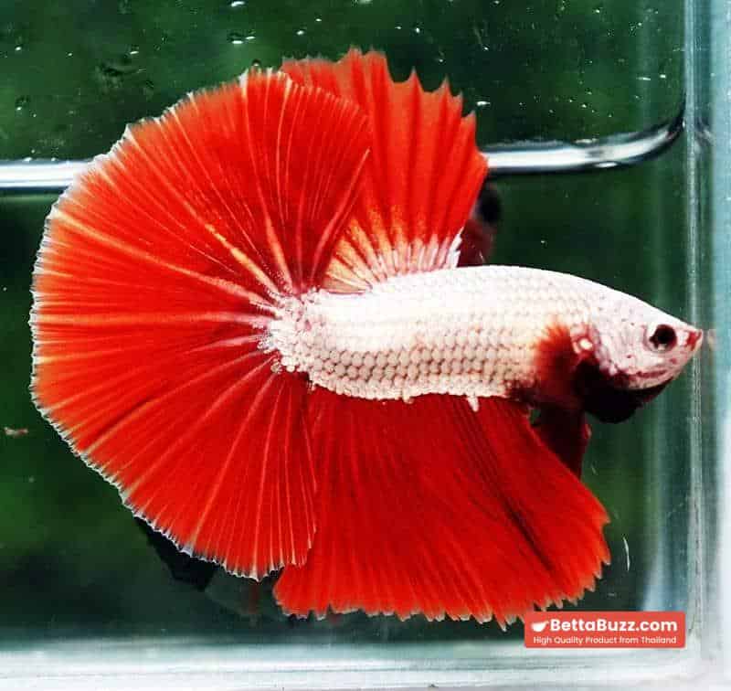 Betta fish OHM Perfect Red Dragon Hawk - Image 3