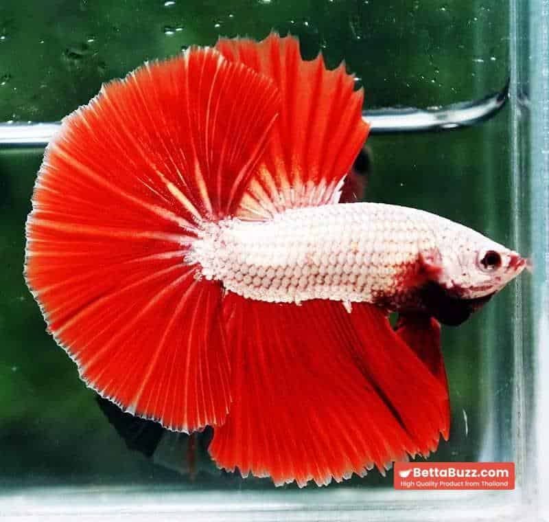 Betta fish OHM Perfect Red Dragon Hawk - Image 5