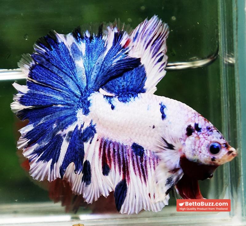 Betta fish OFT Fancy Marble Feather tail - Image 6