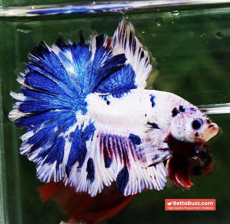 Betta fish OFT Fancy Marble Feather tail - Image 4