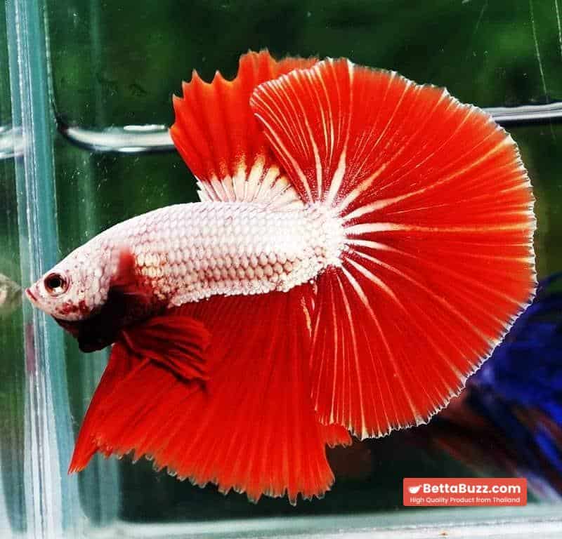 Betta fish OHM Perfect Red Dragon Hawk - Image 4