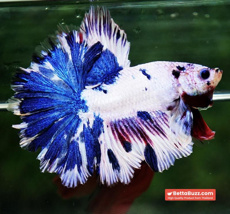 Betta fish OFT Fancy Marble Feather tail