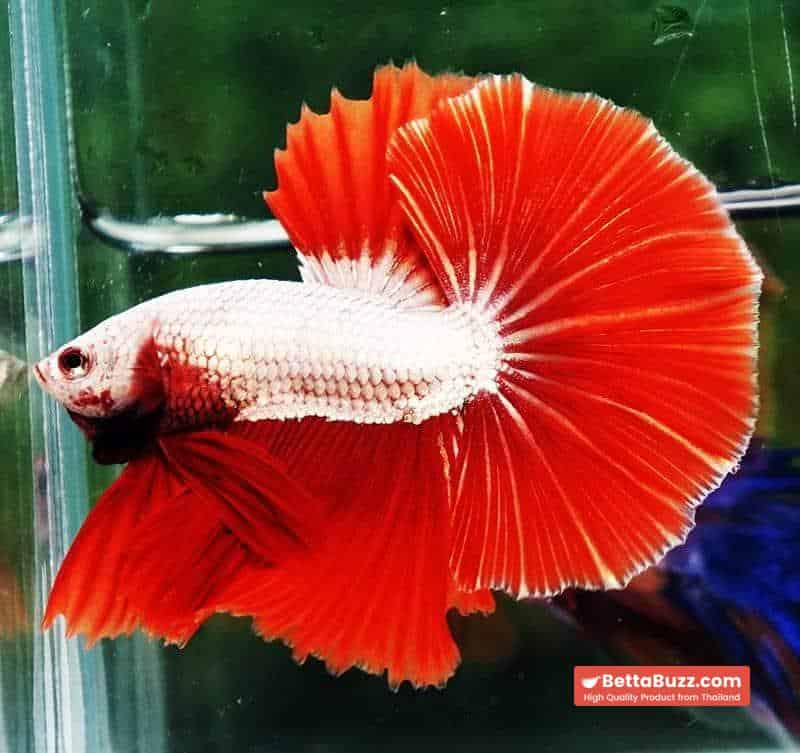 Betta fish OHM Perfect Red Dragon Hawk - Image 6