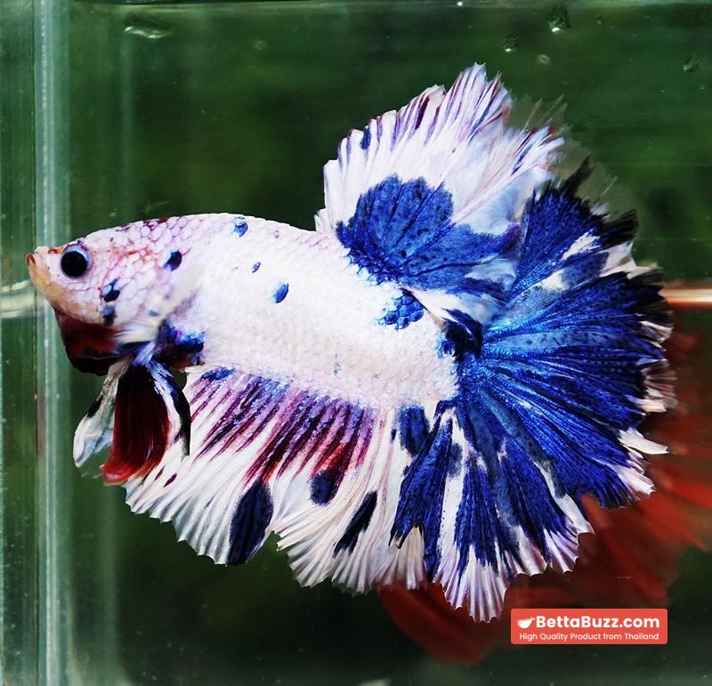 Betta fish OFT Fancy Marble Feather tail - Image 3