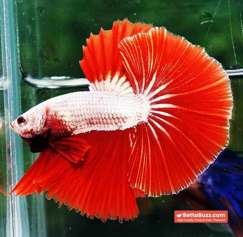 Betta fish OHM Perfect Red Dragon Hawk - Image 2