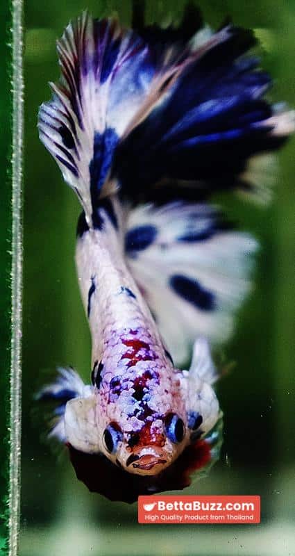 Betta fish OFT Fancy Marble Feather tail - Image 7