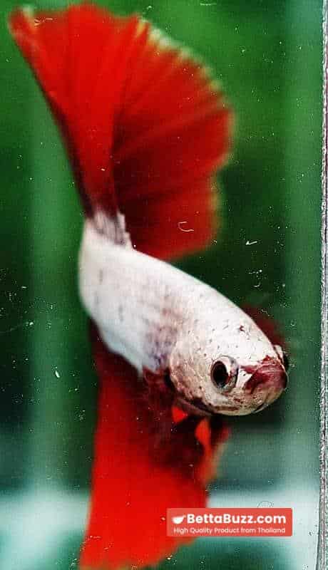 Betta fish OHM Perfect Red Dragon Hawk - Image 7