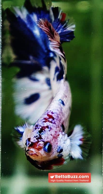 Betta fish OFT Fancy Marble Feather tail - Image 8