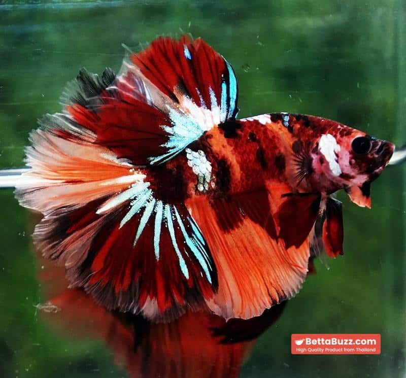 Betta fish OHM Candy Nemo Star Rosetail - Image 4