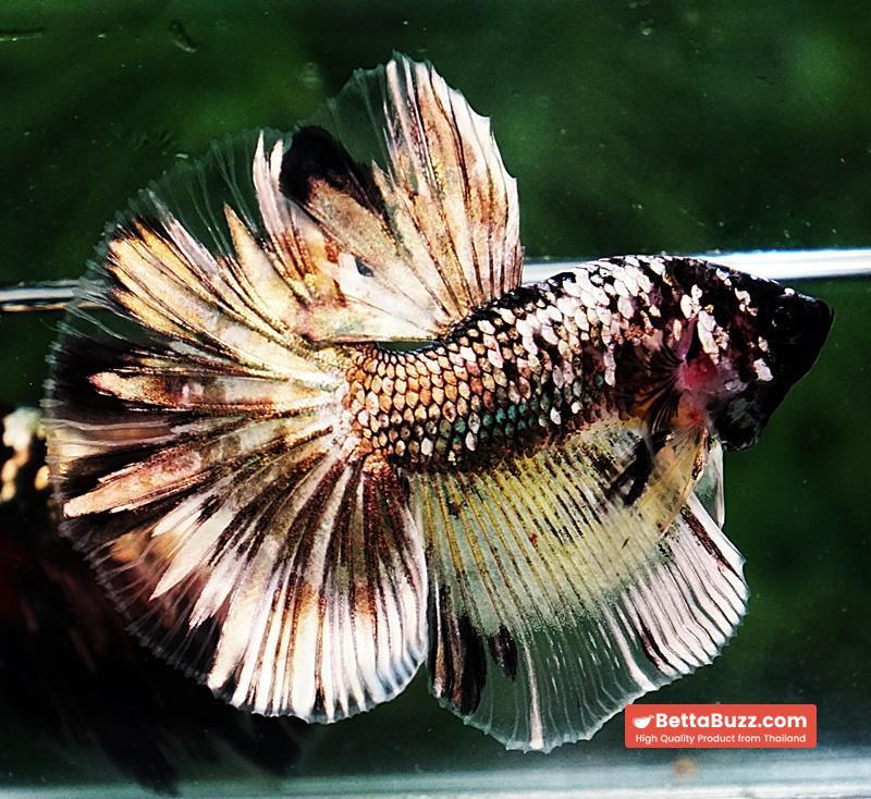 Betta fish HM Premium The Angle Copper Galaxy (Rare) - Image 3