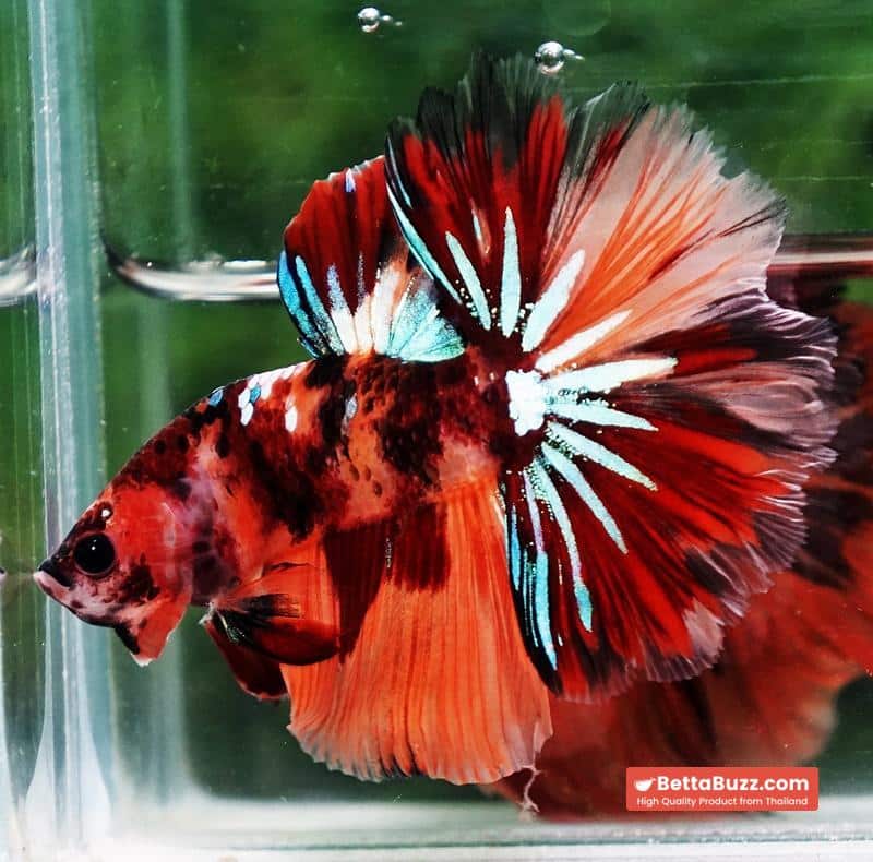 Betta fish OHM Candy Nemo Star Rosetail - Image 5