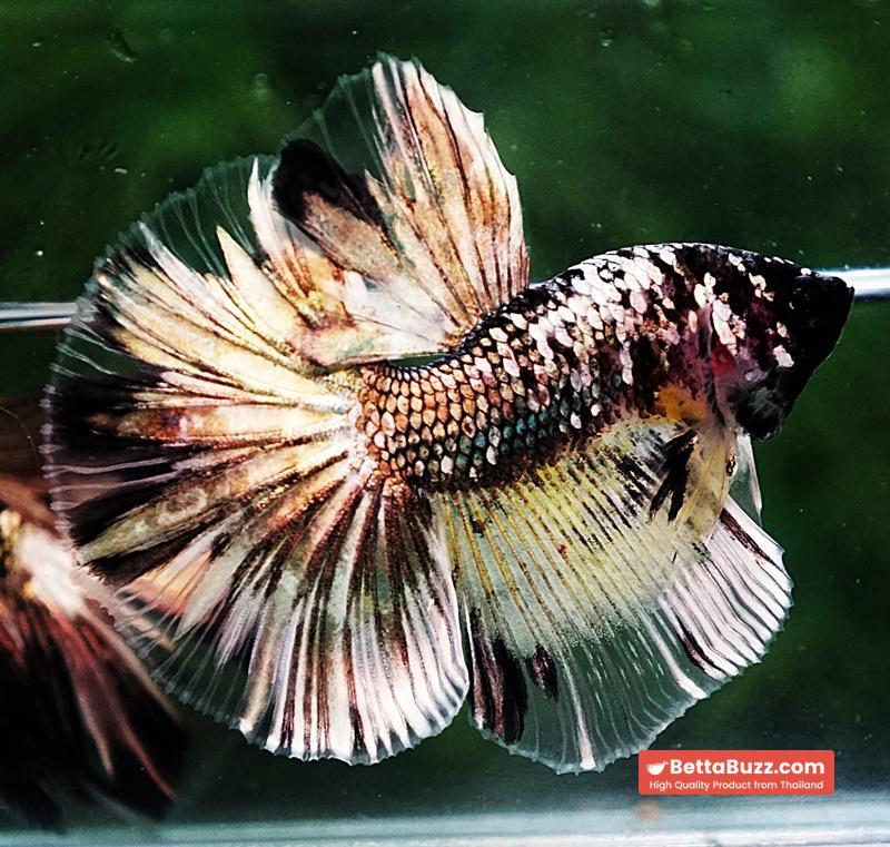 Betta fish HM Premium The Angle Copper Galaxy (Rare) - Image 5