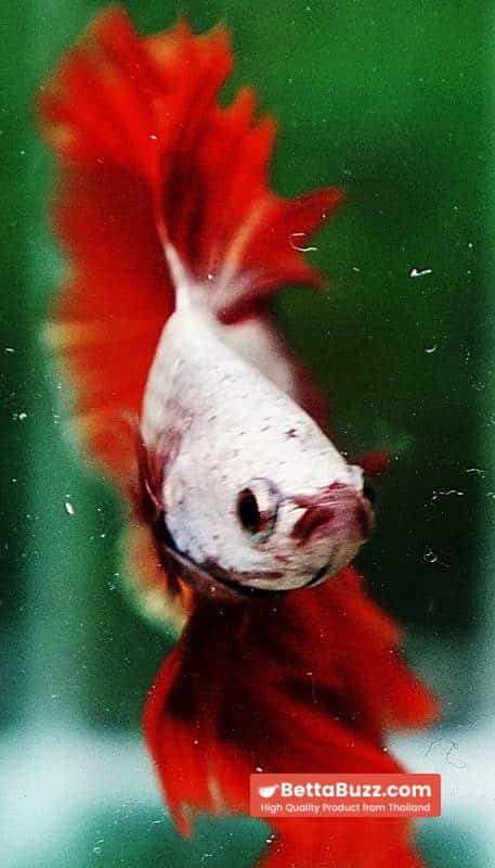 Betta fish OHM Perfect Red Dragon Hawk - Image 8