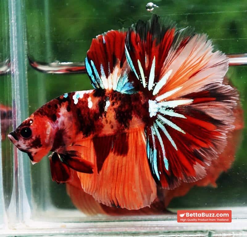 Betta fish OHM Candy Nemo Star Rosetail - Image 2