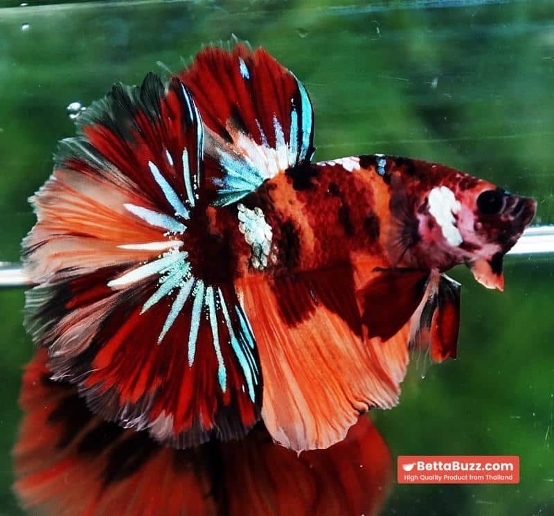 Betta fish OHM Candy Nemo Star Rosetail - Image 3