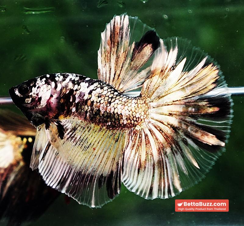 Betta fish HM Premium The Angle Copper Galaxy (Rare) - Image 2