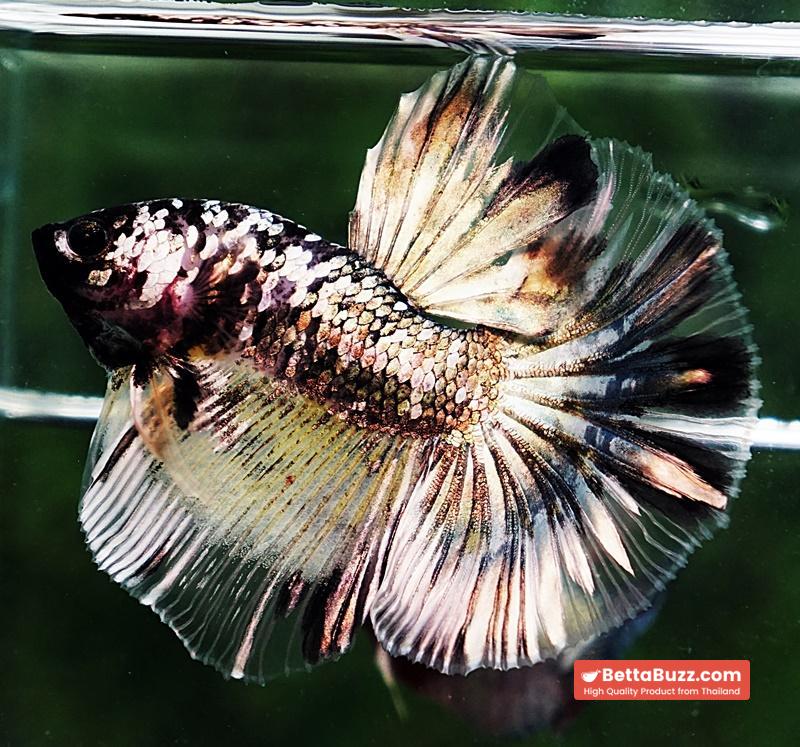 Betta fish HM Premium The Angle Copper Galaxy (Rare) - Image 4