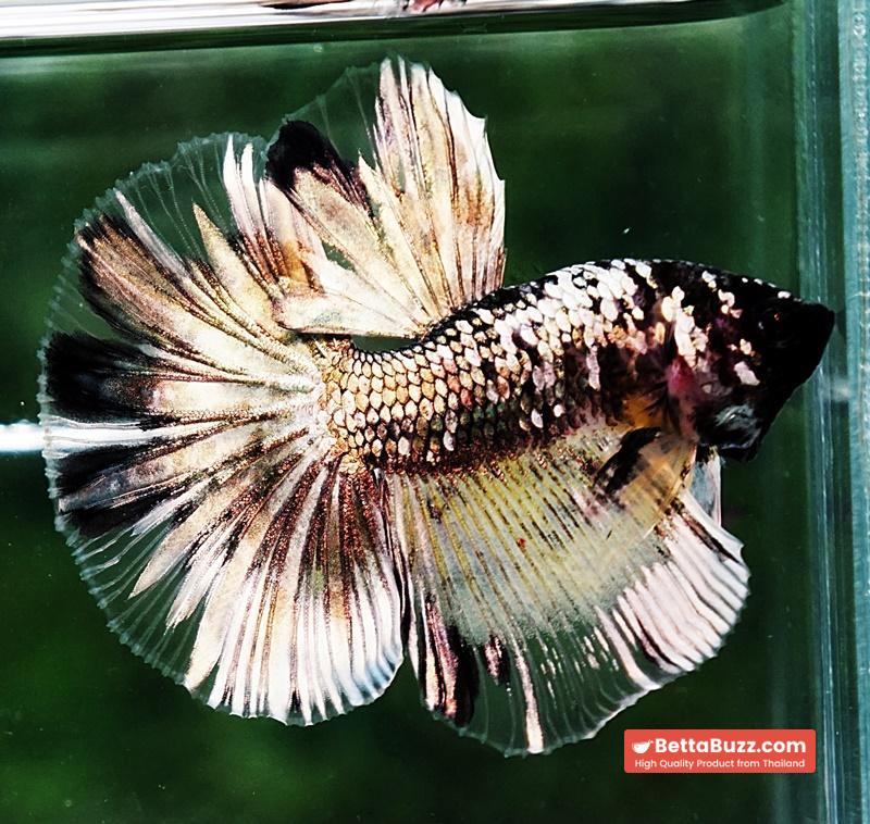 Betta fish HM Premium The Angle Copper Galaxy (Rare) - Image 6