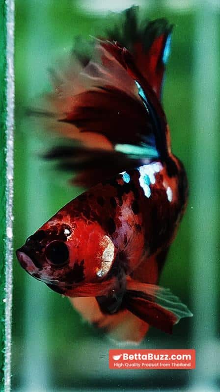 Betta fish OHM Candy Nemo Star Rosetail - Image 6