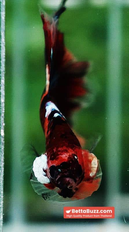 Betta fish OHM Candy Nemo Star Rosetail - Image 7