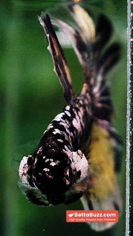 Betta fish HM Premium The Angle Copper Galaxy (Rare) - Image 7