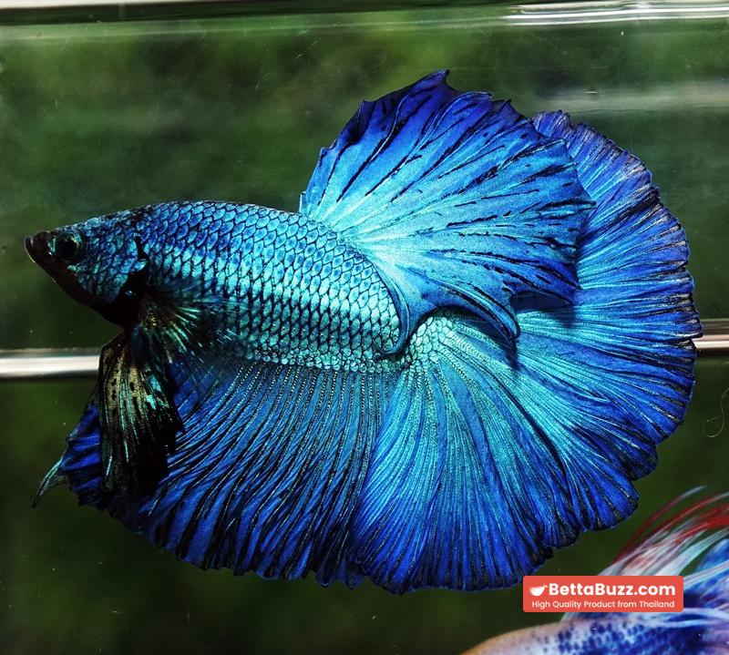 Betta fish OHM Green Turquoise Rosetail - Image 5