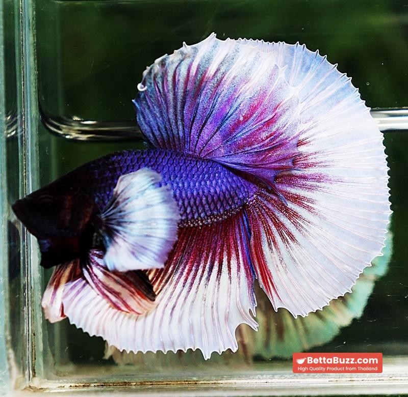 Betta fish HM Purple & Violet Dumbo - Image 4