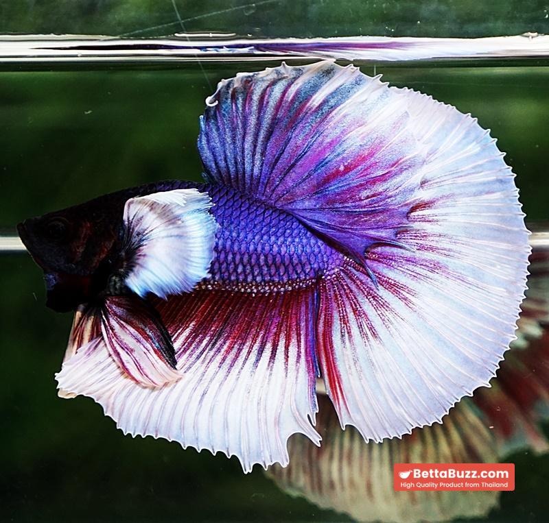 Betta fish HM Purple & Violet Dumbo - Image 5