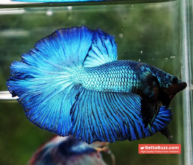 Betta fish OHM Green Turquoise Rosetail - Image 4