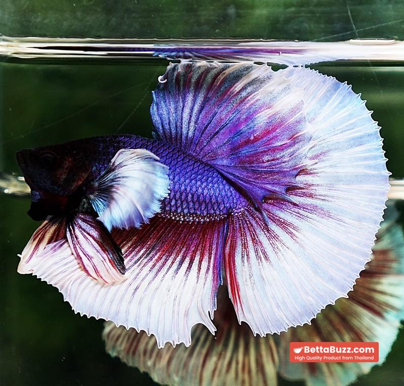 Betta fish HM Purple & Violet Dumbo - Image 2