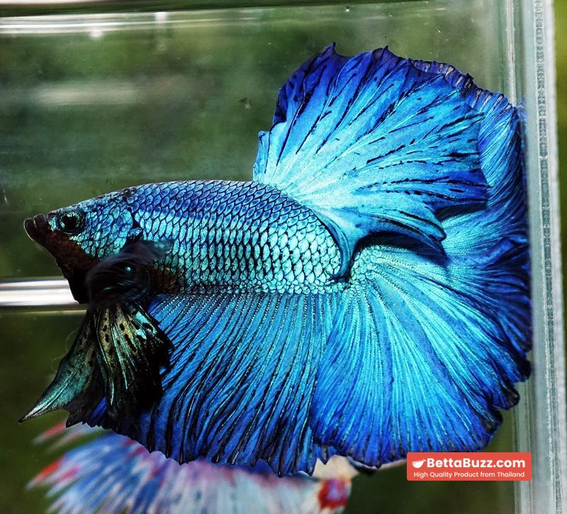 Betta fish OHM Green Turquoise Rosetail - Image 3