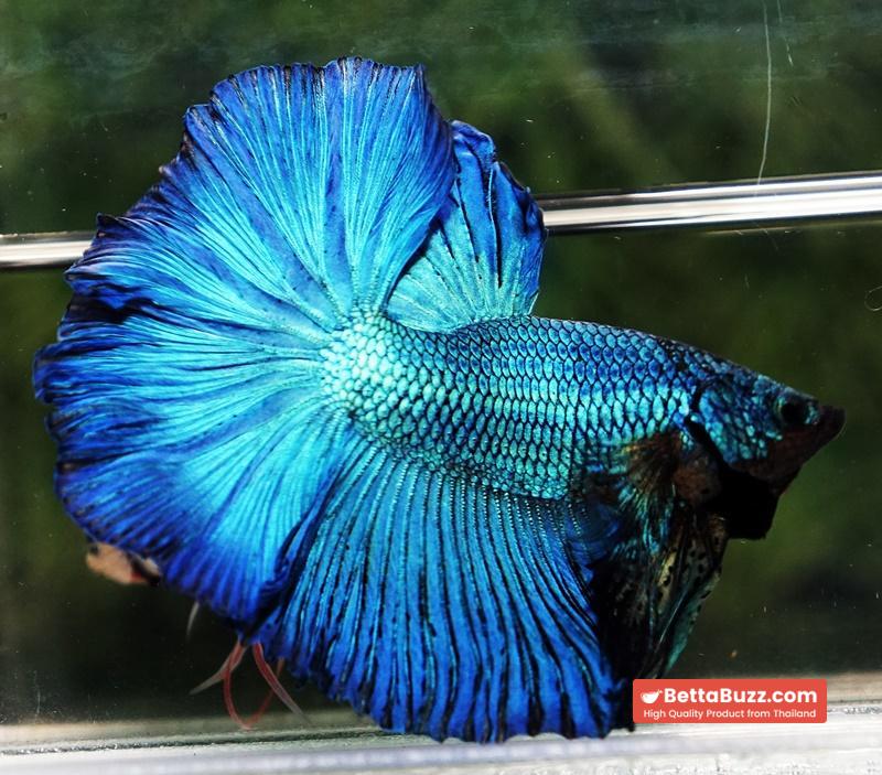 Betta fish OHM Green Turquoise Rosetail - Image 2