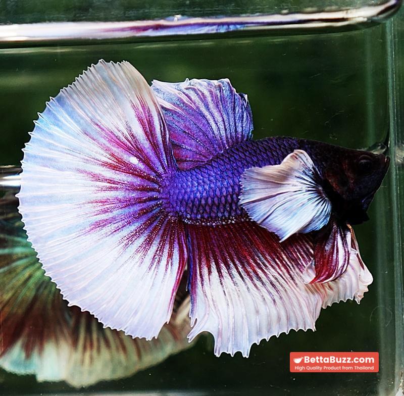 Betta fish HM Purple & Violet Dumbo - Image 6