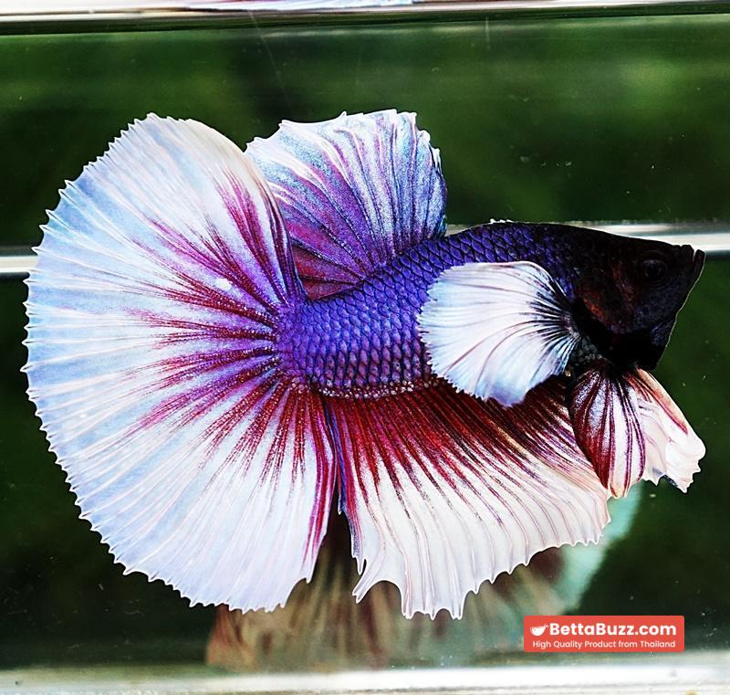 Betta fish HM Purple & Violet Dumbo - Image 3