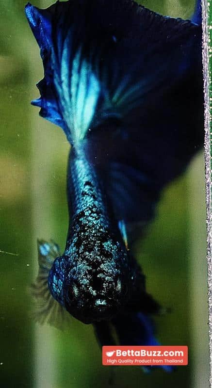 Betta fish OHM Green Turquoise Rosetail - Image 6