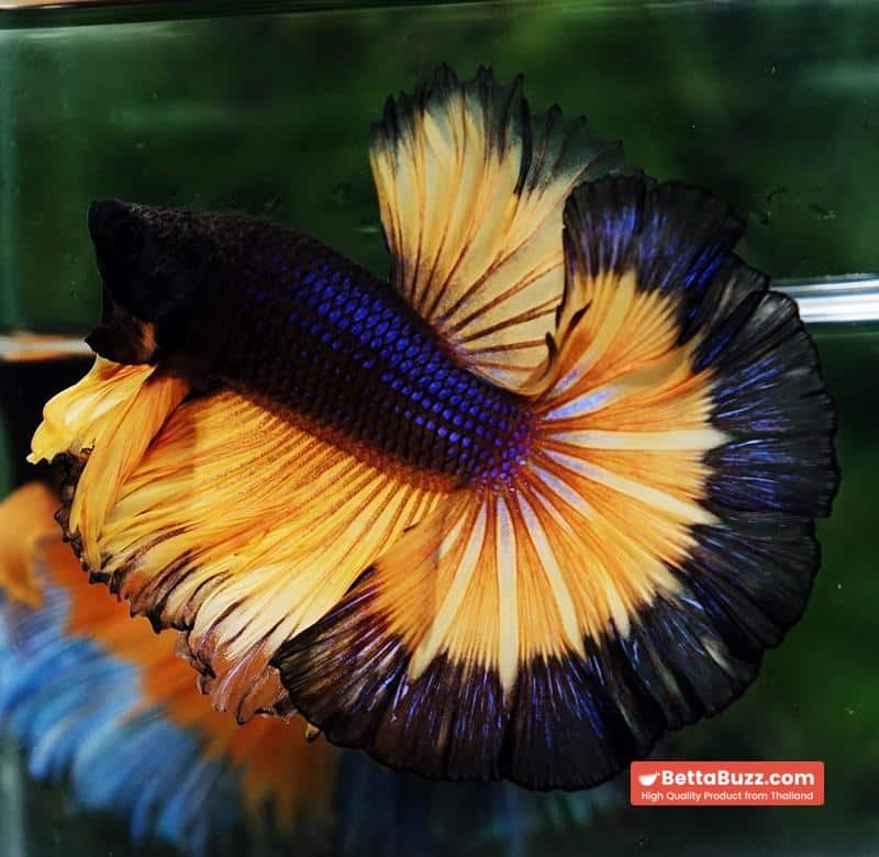 Betta fish OHM Halloween Pumpkins Black Ring Sky Hawk - Image 2