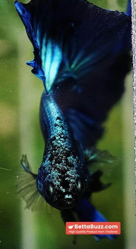 Betta fish OHM Green Turquoise Rosetail - Image 7