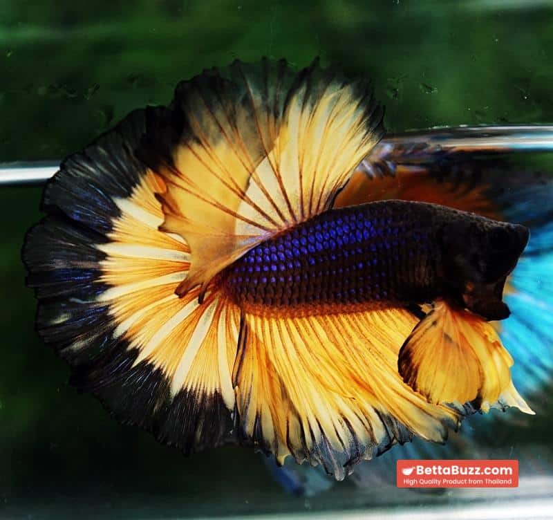 Betta fish OHM Halloween Pumpkins Black Ring Sky Hawk - Image 5