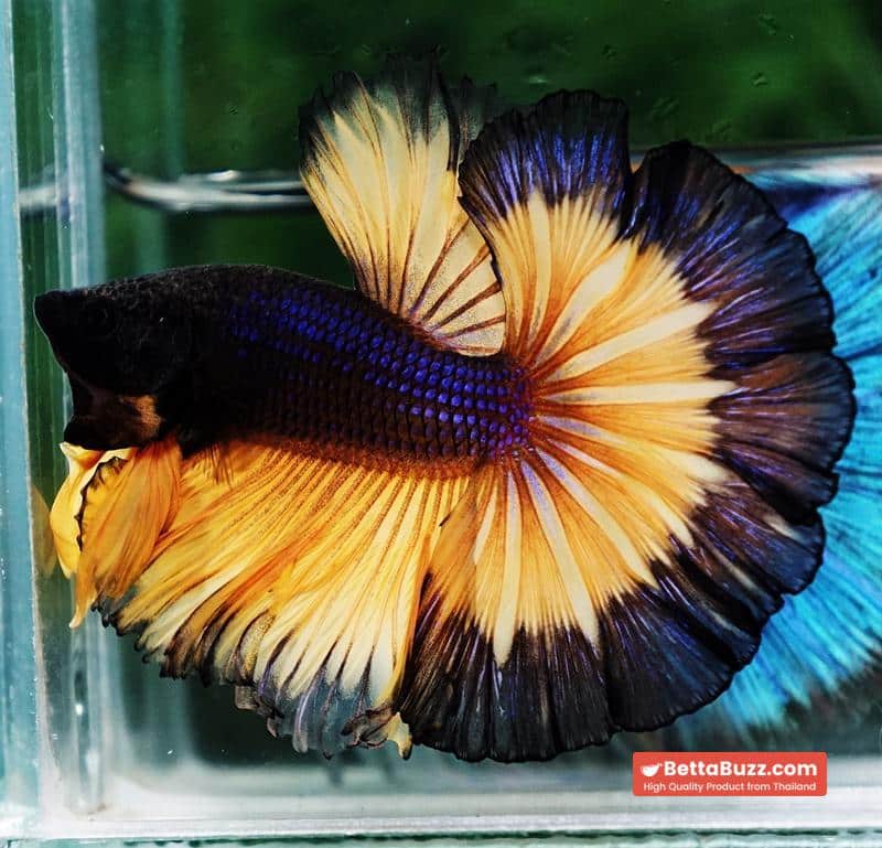 Betta fish OHM Halloween Pumpkins Black Ring Sky Hawk - Image 4