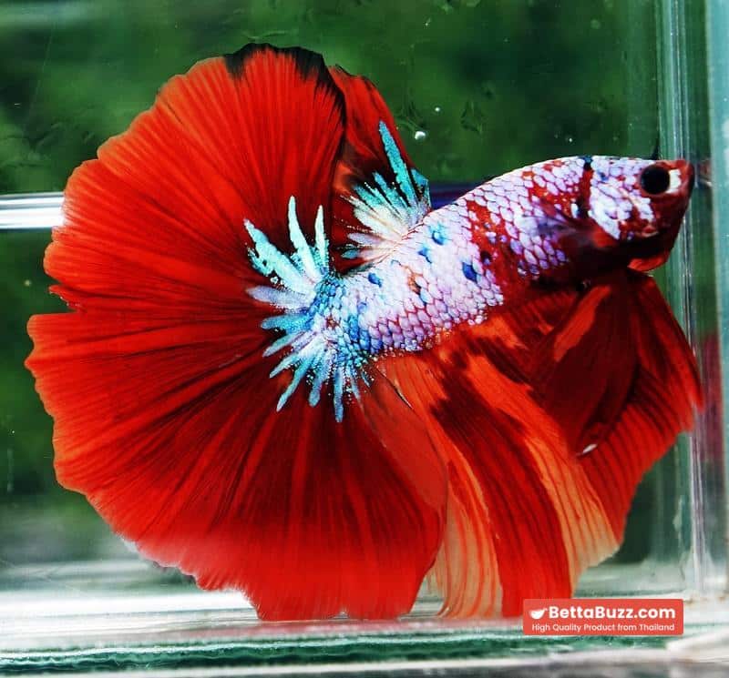 Betta fish OHM Fancy fier Multicolor - Image 4