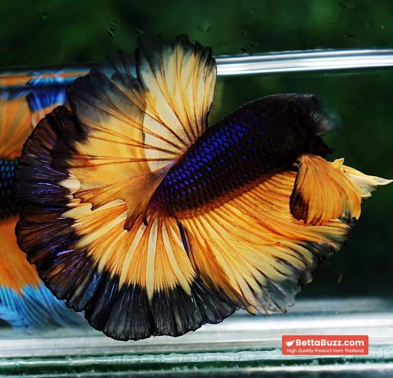 Betta fish OHM Halloween Pumpkins Black Ring Sky Hawk - Image 6