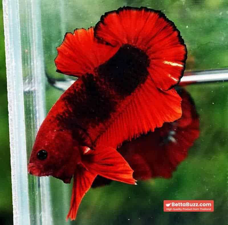Betta fish OHMPK Hell Boy Black Ring - Image 5