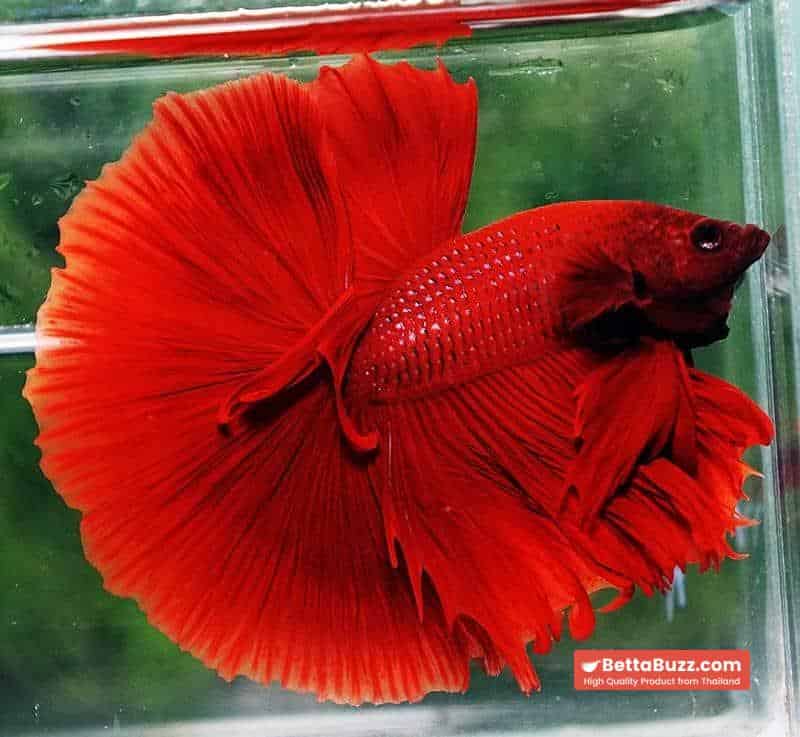 Betta fish OHM Super Red Devil - Image 3