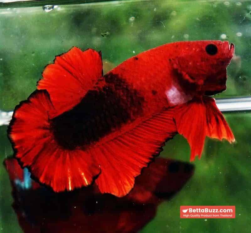 Betta fish OHMPK Hell Boy Black Ring - Image 3